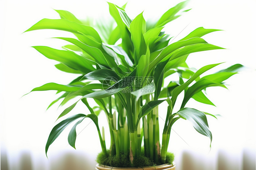 绿军球迷热议杜兰特交易的可能性与影响