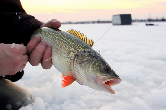 冬天冰面上冰钓的鱼图片