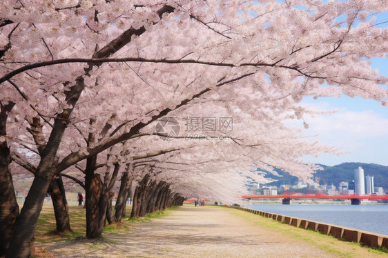 花园中盛开的桃花图片