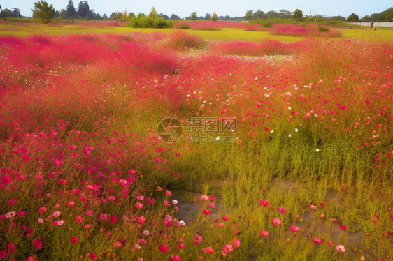 春天公园盛开鲜花的草地图片