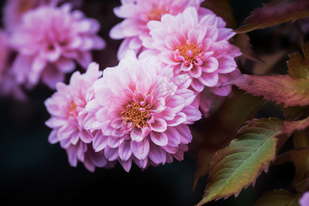 粉红色的菊花图片