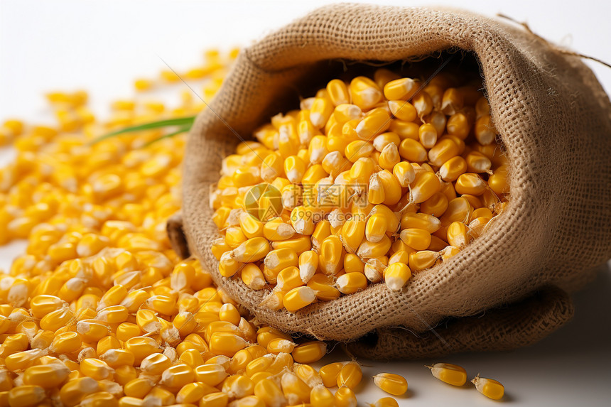 新鲜的玉米粒图片