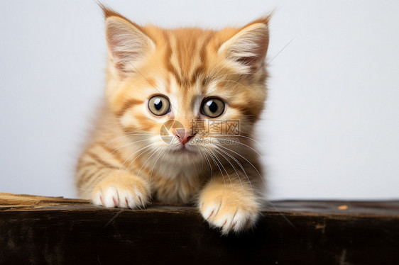 橘色花纹的小猫图片