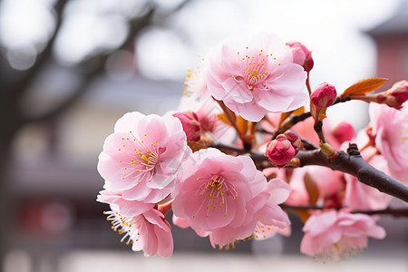 树木上美丽的樱花图片