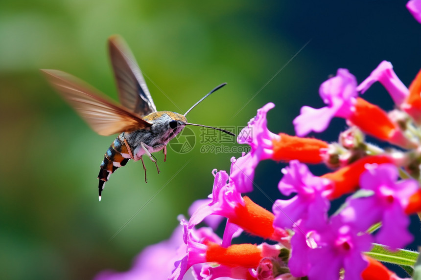 花朵旁的蜂鸟蛾图片