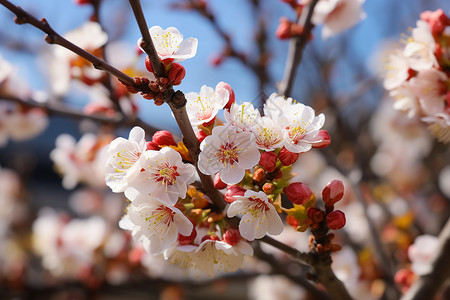 春季绽放的桃花图片