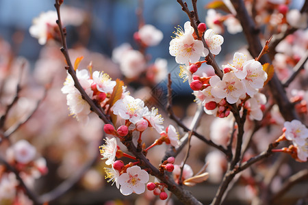 春天公园里盛开的桃花图片