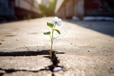 城市道路中绽放的花朵图片