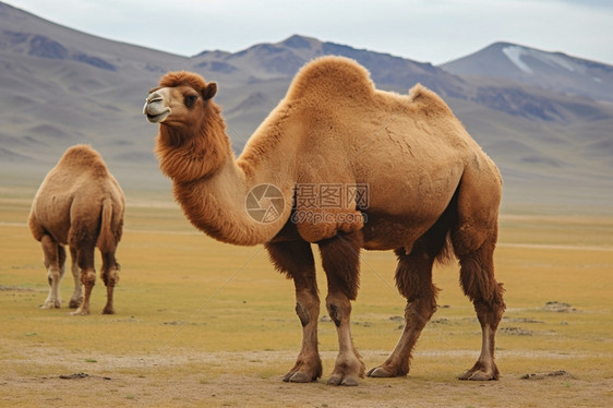 野生哺乳动物-骆驼图片