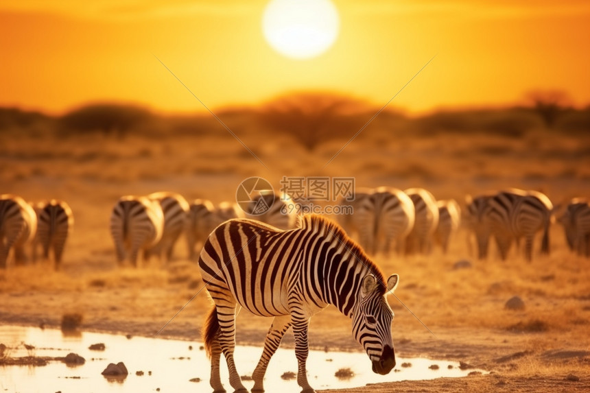 非洲草原的斑马图片