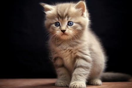 一只可爱的小猫图片