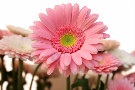 一朵美丽的翠菊高清图片