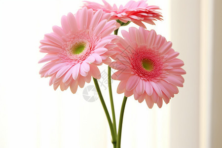 粉红色雏菊的图背景图片