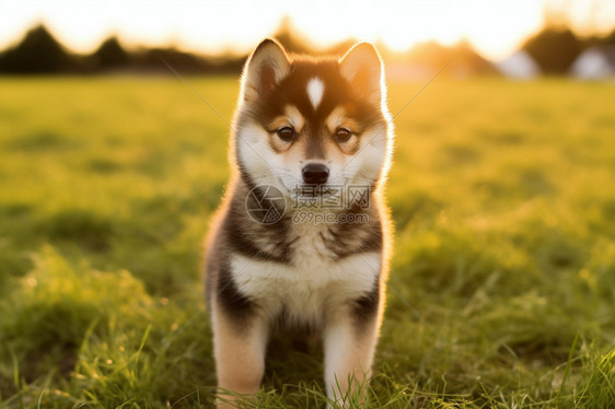 户外草地上的柴犬图片