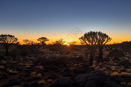 纳米比亚的箭袋树图片