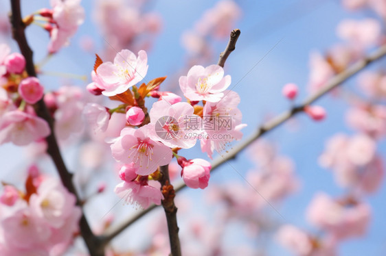 美丽的樱花图片