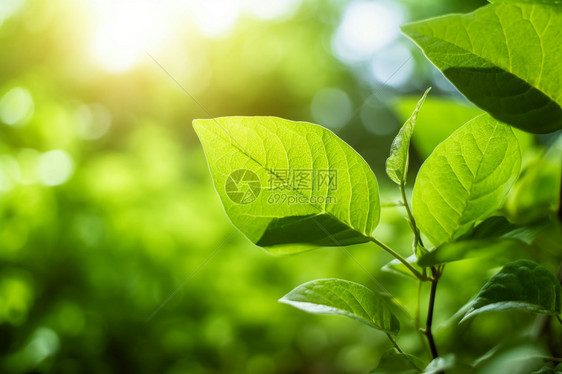 花园新鲜的绿色草药图片