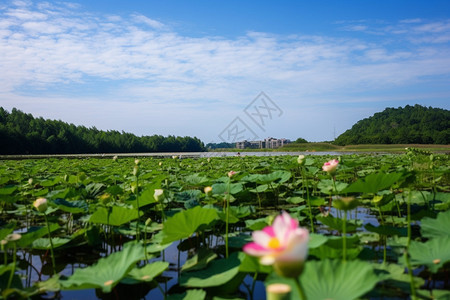 绿色荷花池图片