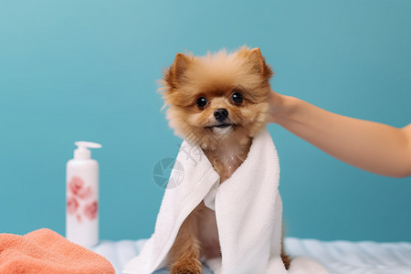 宠物护理宠物美容师高清图片