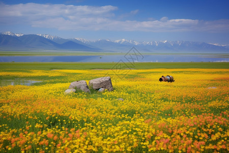 新疆草原伊犁的花海背景