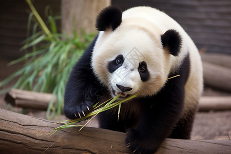 可爱的熊猫图片