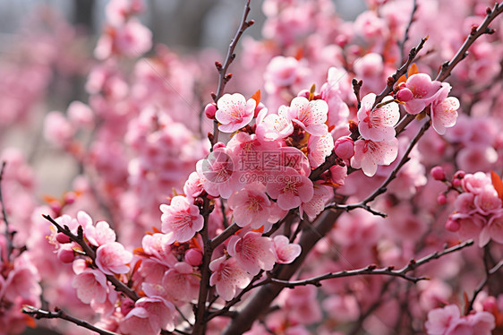 美丽的桃花图片