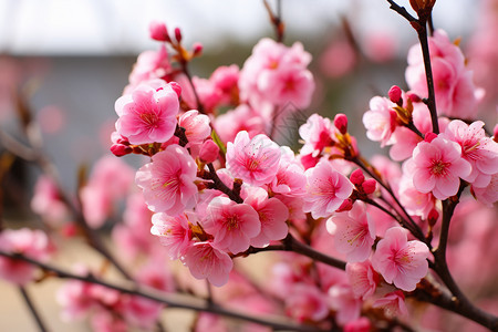 公园里的桃花图片