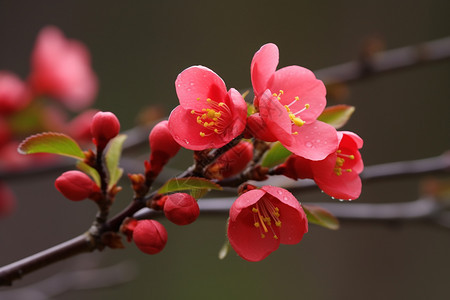 美丽的桃花图片