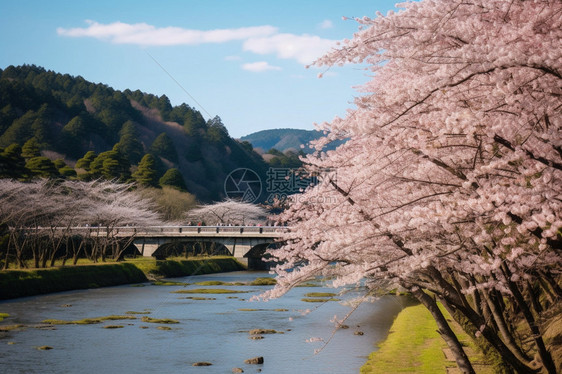 日本樱花风景图片