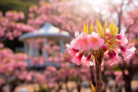 粉红色樱花图片