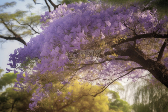 蓝花楹树开花图片