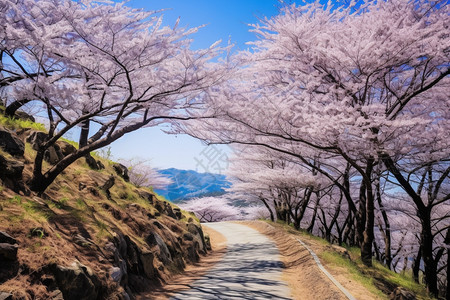 樱花路径图片