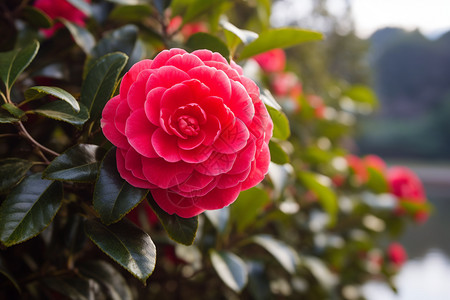 红色山茶花图片