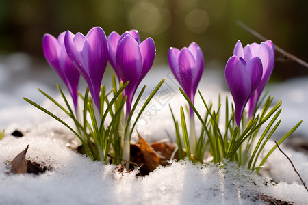 雪地里的灯泡花高清图片