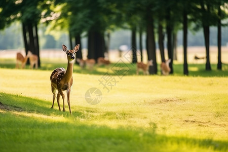 漂亮的小鹿图片