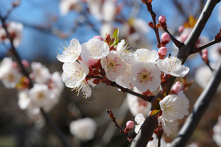 花园里的桃花图片