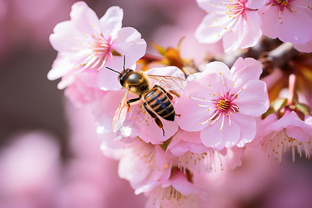 蜜蜂在樱花上采蜜图片