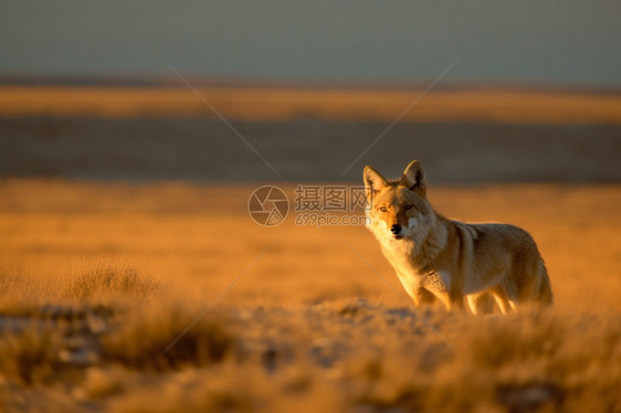 草原捕食的豺狼图片