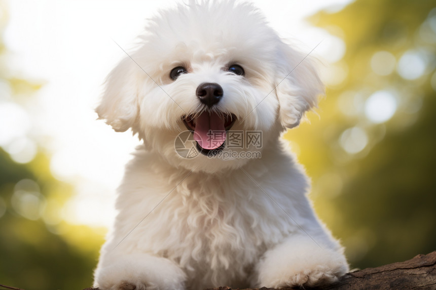 可爱的宠物狗高清图片下载-正版图片600379386-摄图网