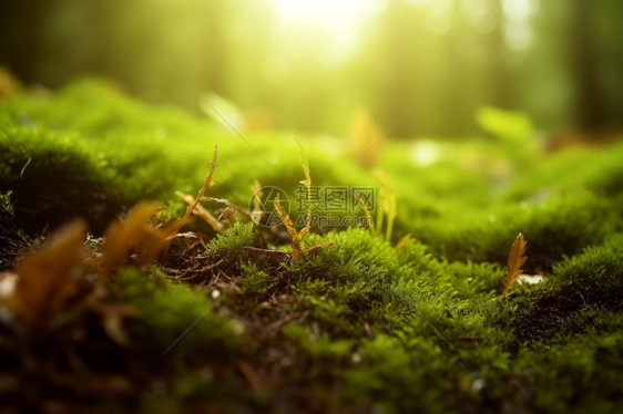 <https:// s.mj.run/reWvDNfIik> 叶子，土壤，地球，地面，湿，植物，泥炭藓，绿色，自然，苔藓，草，图片