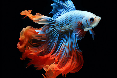 红蓝色的暹罗斗鱼高清图片