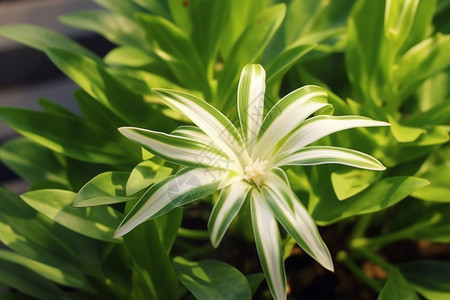 室内的植物图片