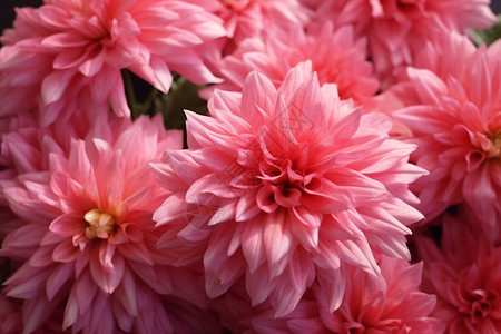 粉色的塑料花朵图片