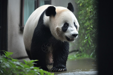 篮子里的大熊猫背景图片