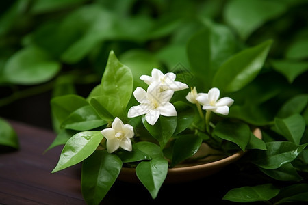 新鲜茉莉花图片