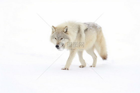 捕猎的狼王图片