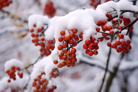 雪下的浆果背景图片