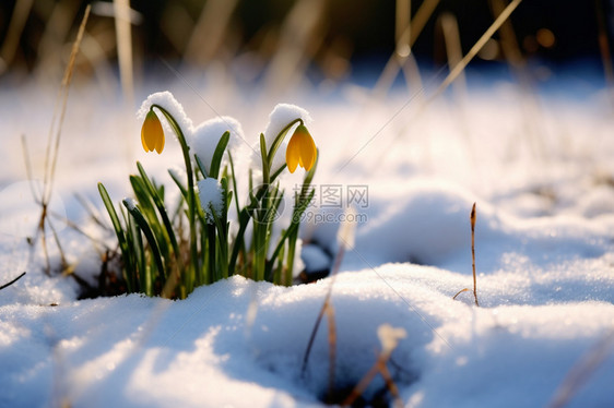 户外雪地中盛开的雪花莲图片