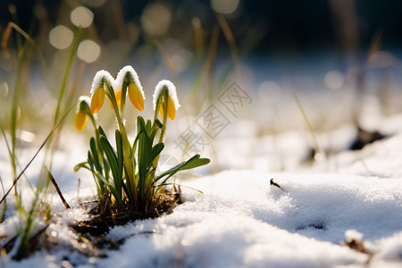 冬天雪地中盛开的雪花莲图片
