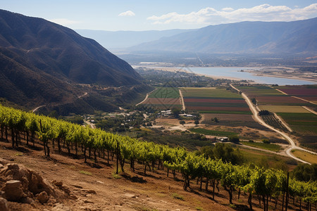 山脉中的葡萄种植农场图片